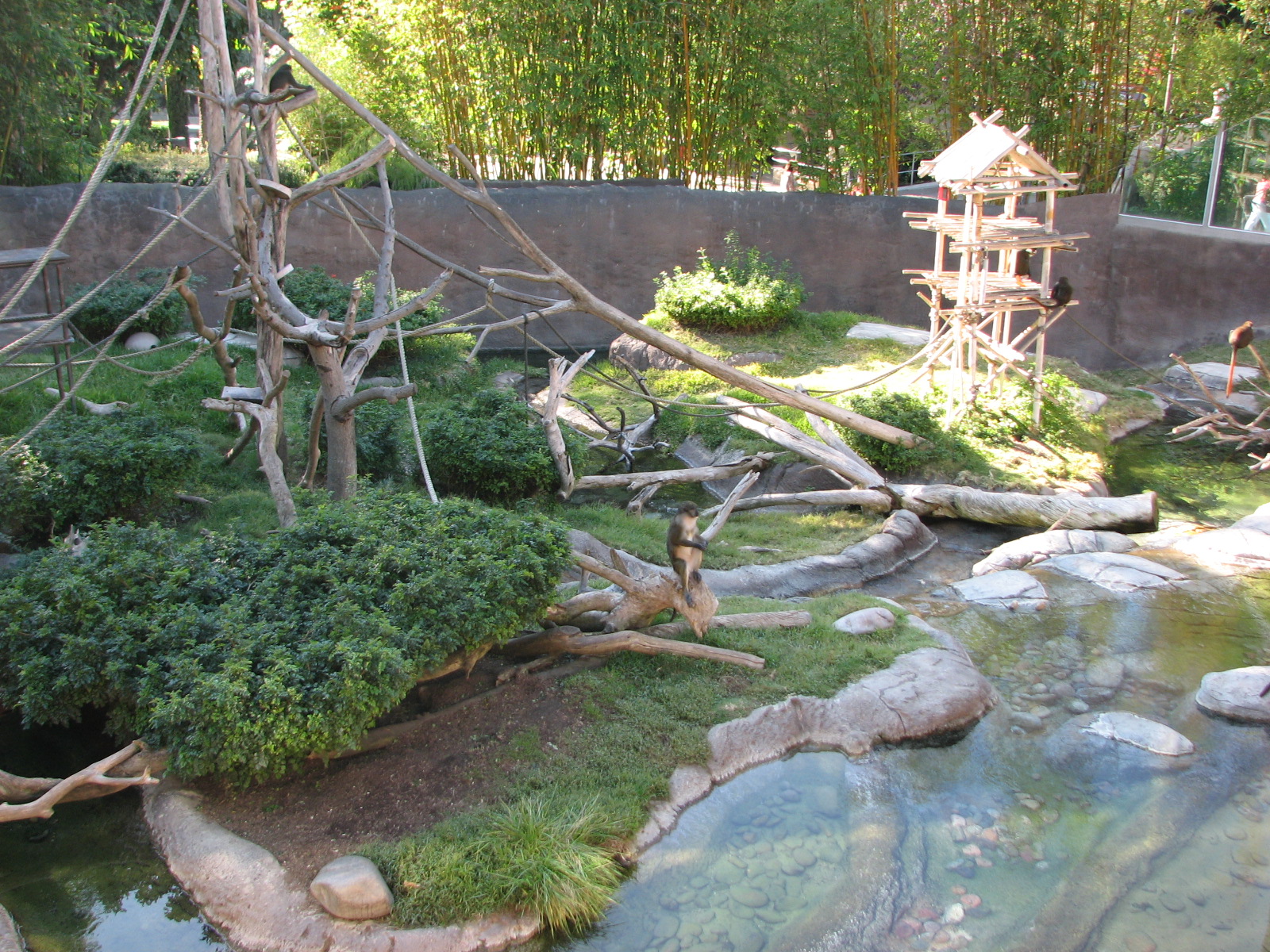 Ituri Forest - Monkey Exhibit