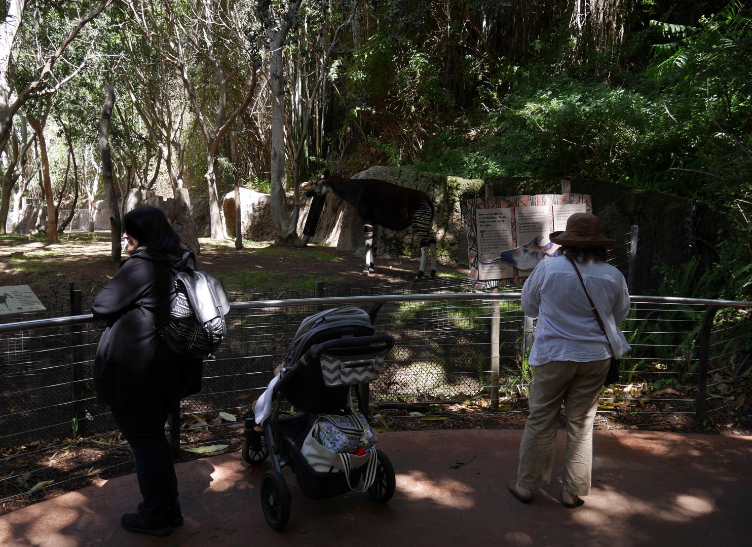Ituri Forest Okapi - My First US Zoo Trip