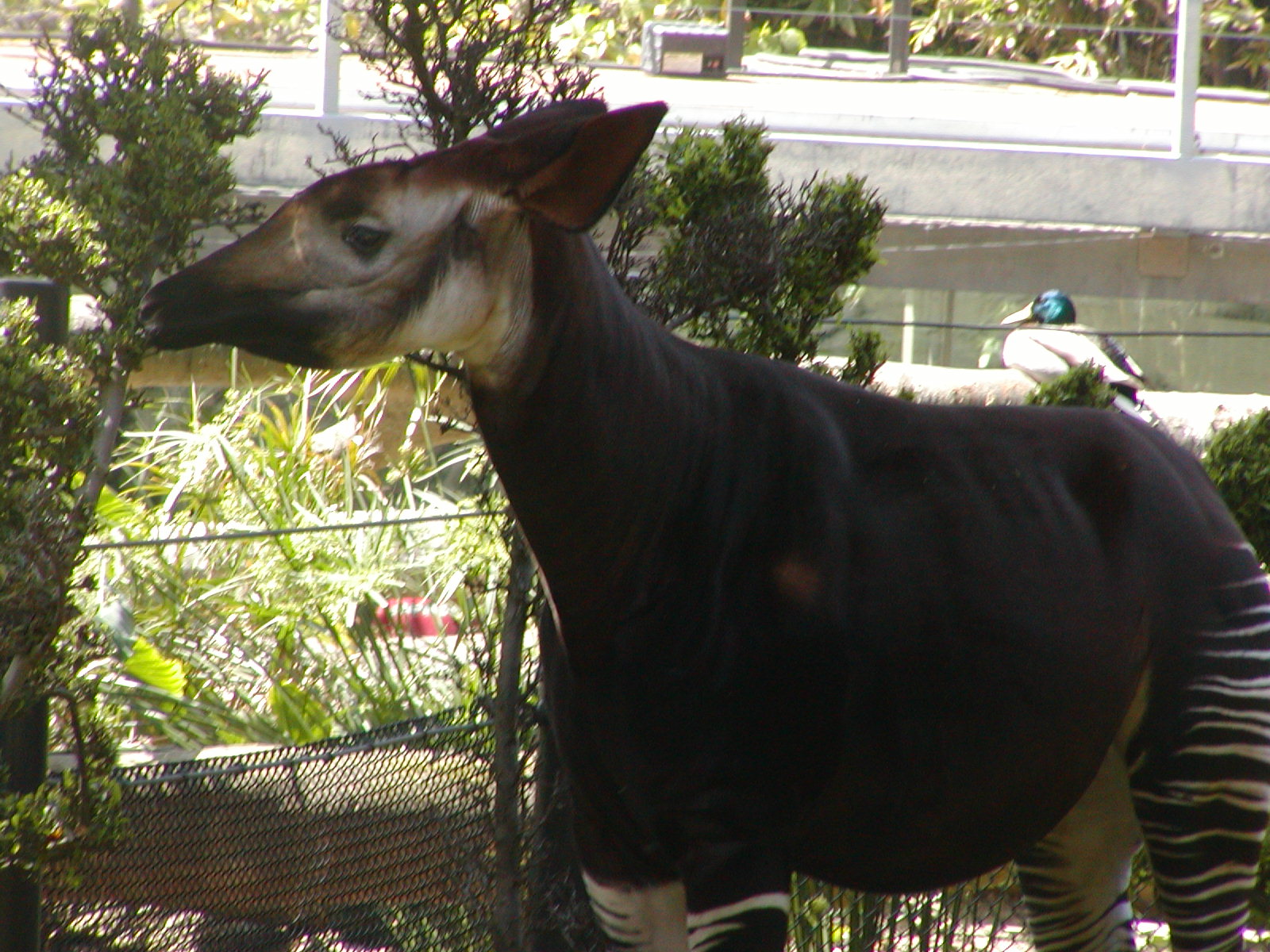 Ituri Forest - Okapi