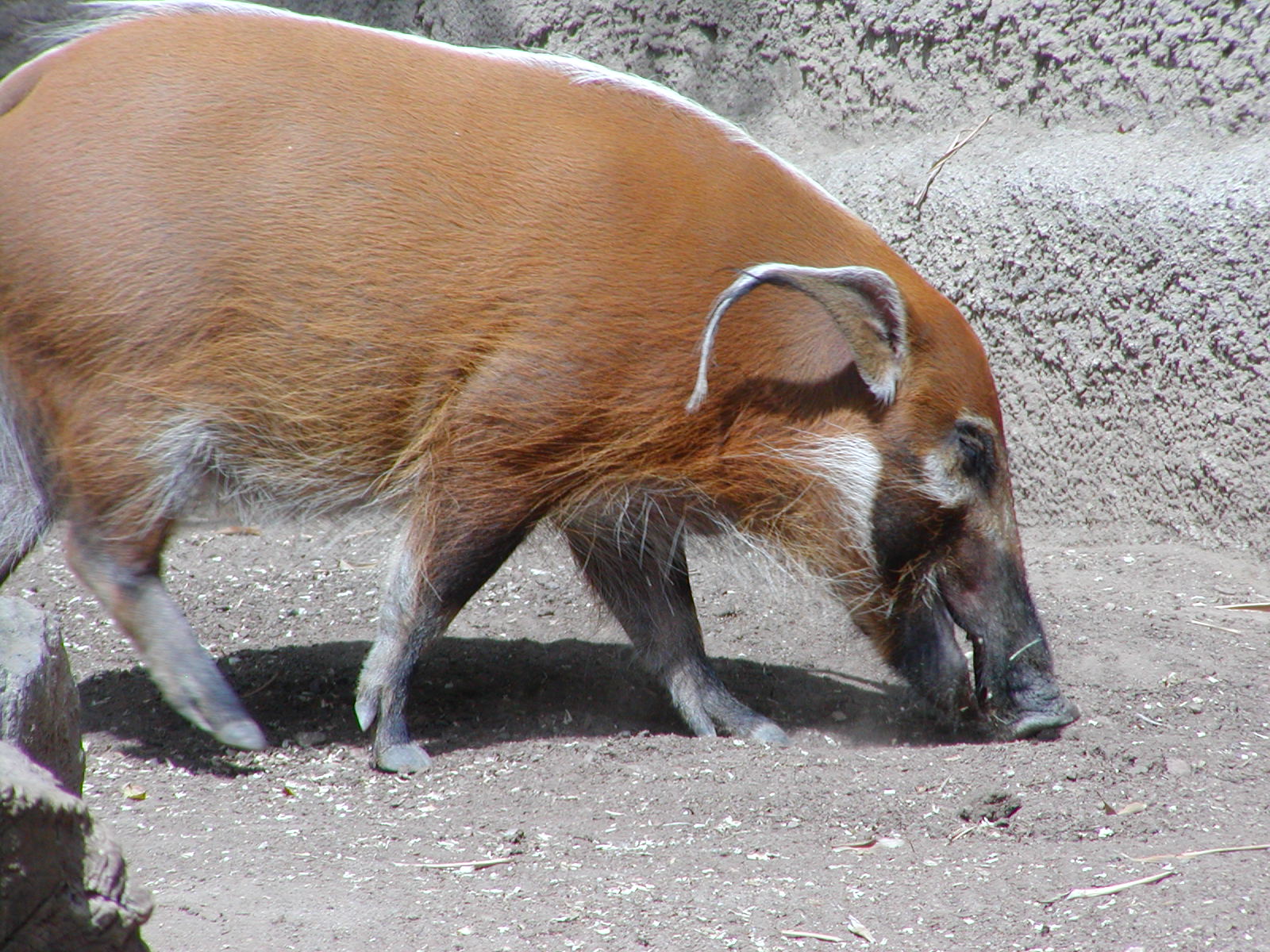 Ituri Forest - Red River Hog