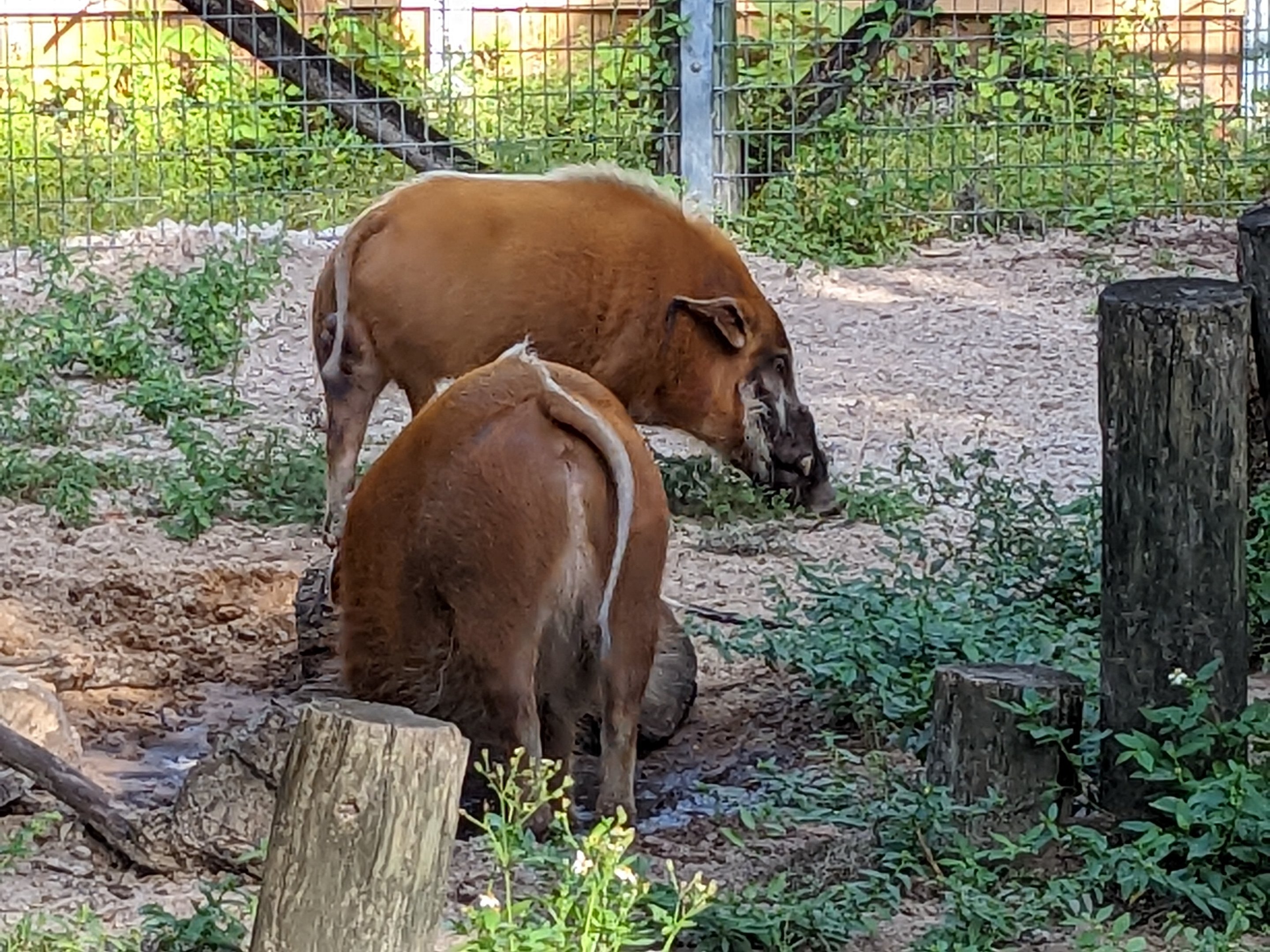 Ituri Forest - Red river hogs