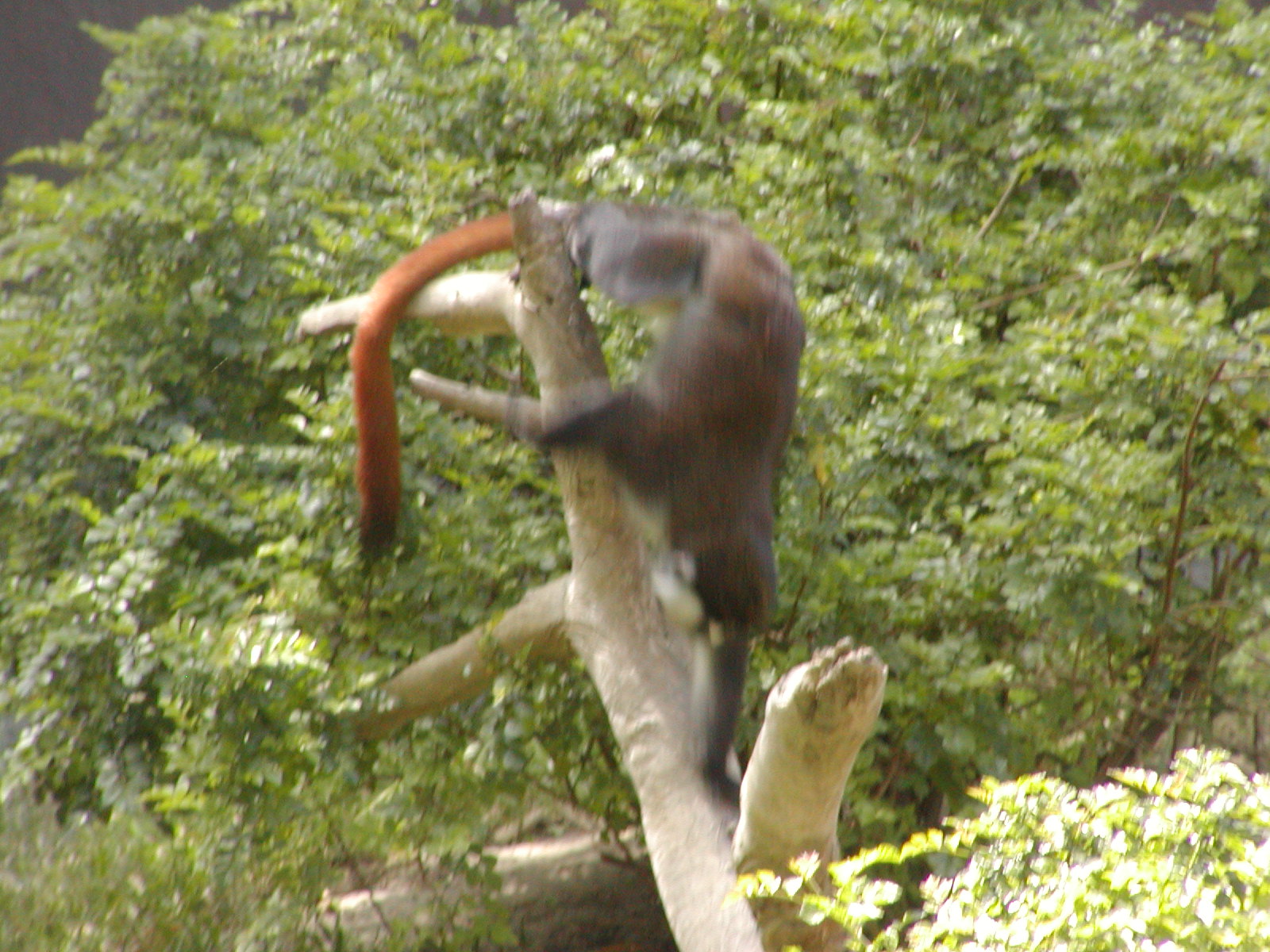 Ituri Forest - Schmidt's Spot-Nosed Guenon
