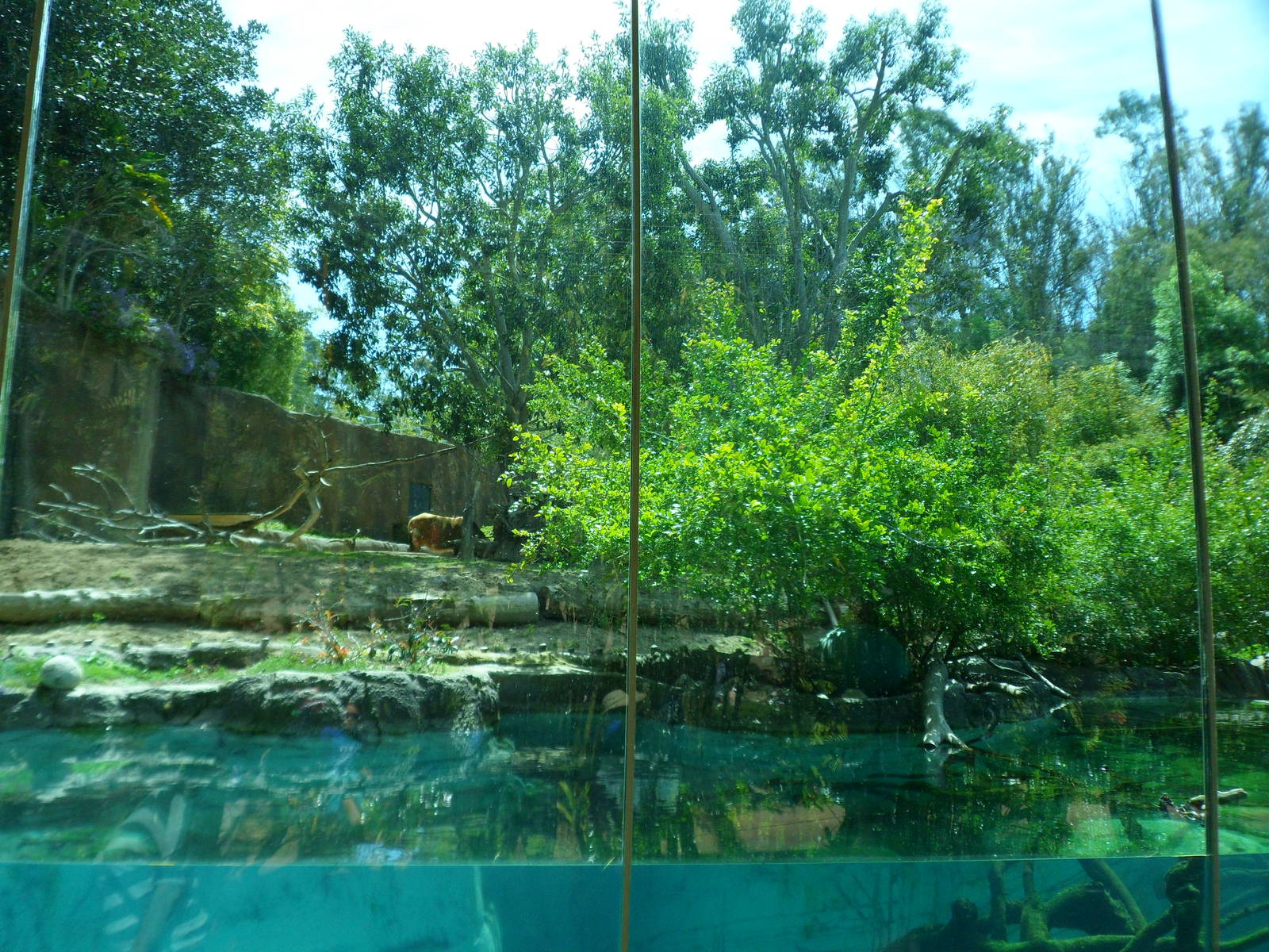 Ituri Forest Underwater Viewing
