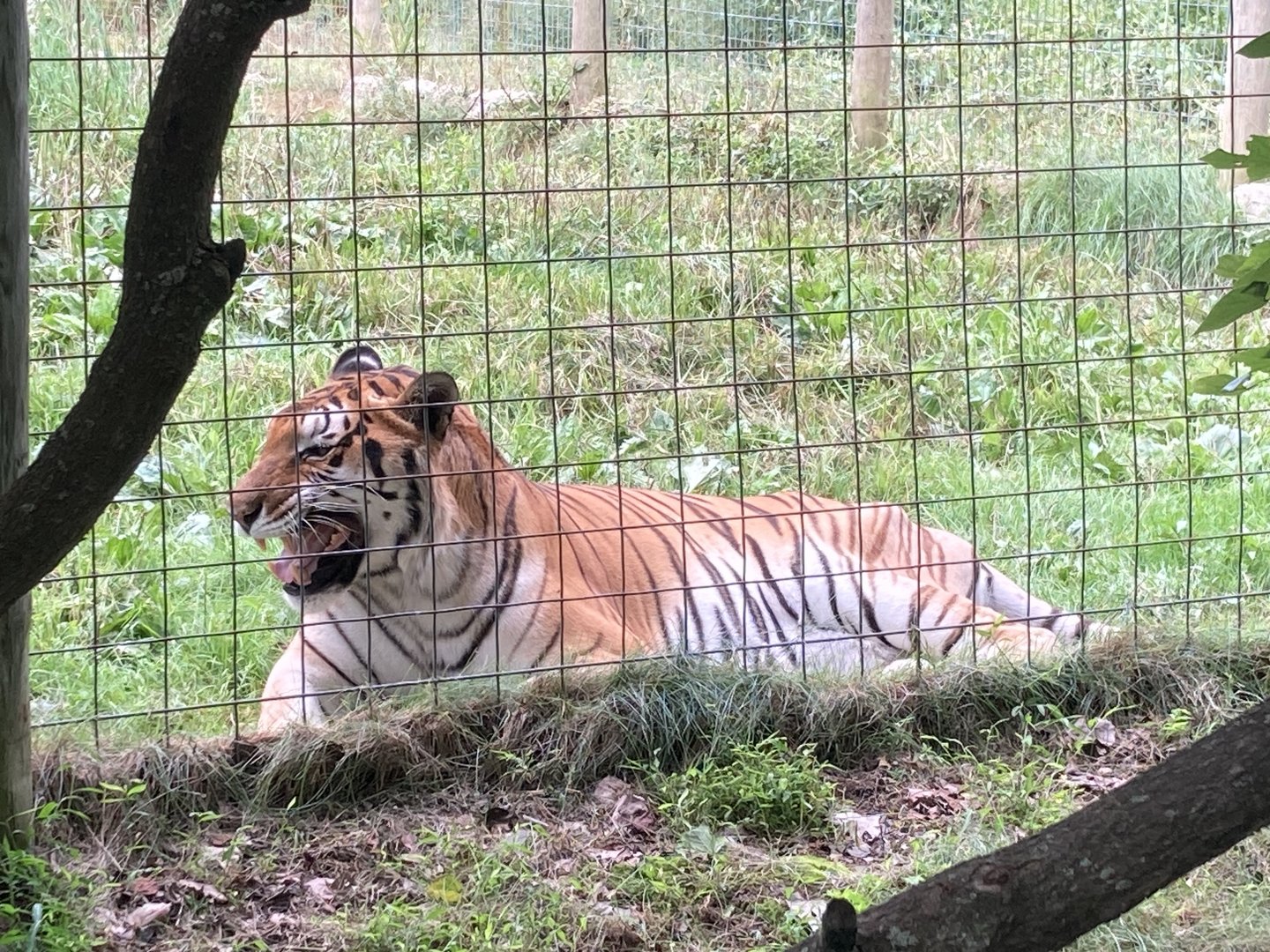 Ivan the Amur Tiger vocalizing