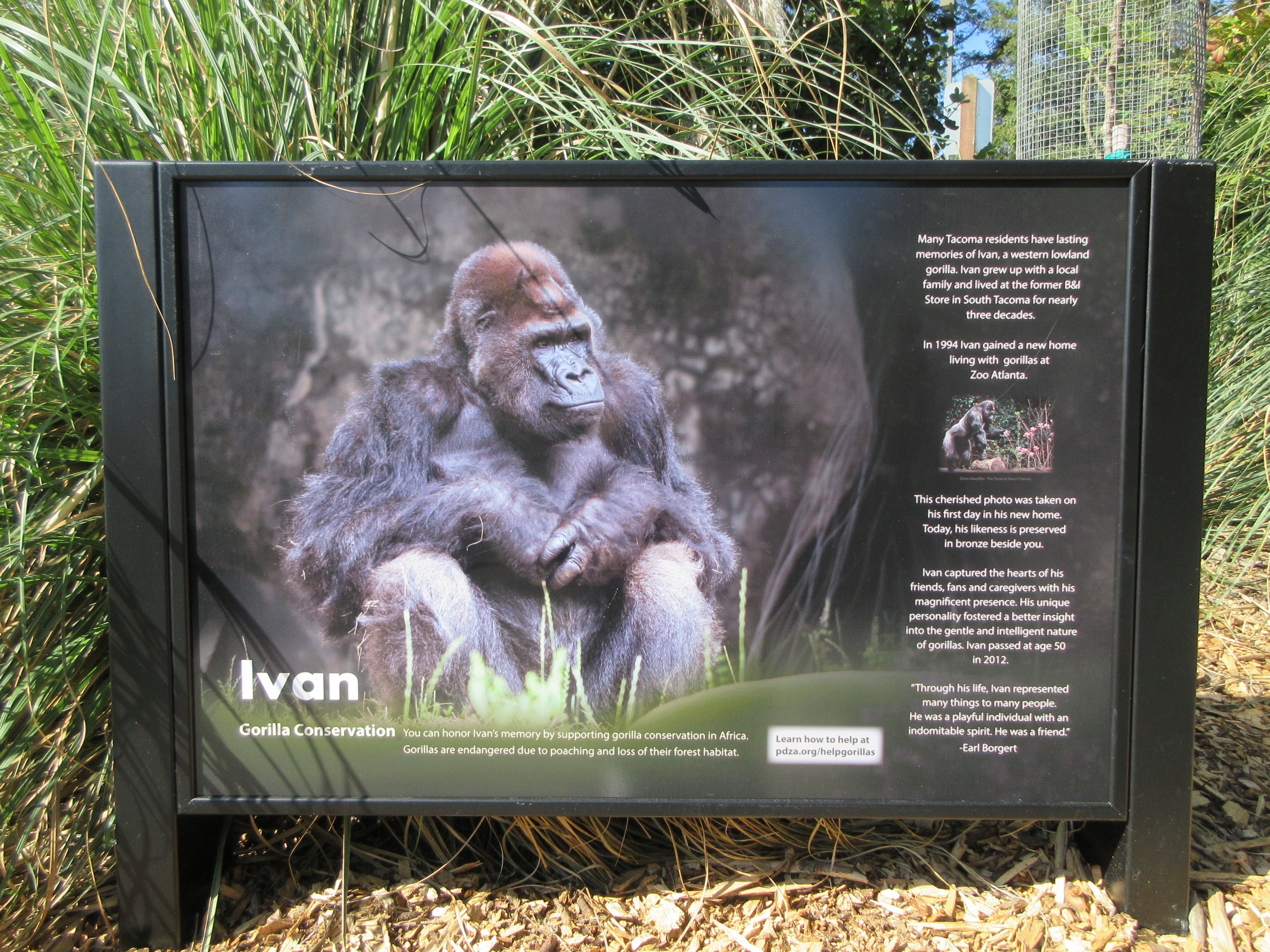 Ivan the Gorilla - Sign