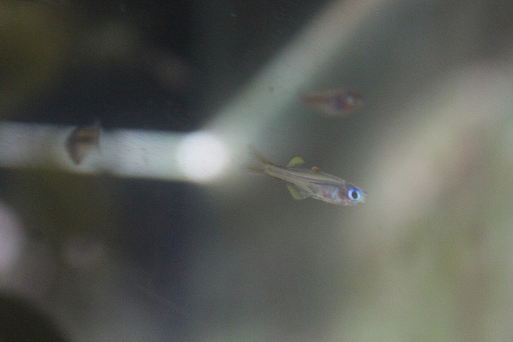 Ivantsoff's blue-eye (Pseudomugil ivantsoffi) - PCBA