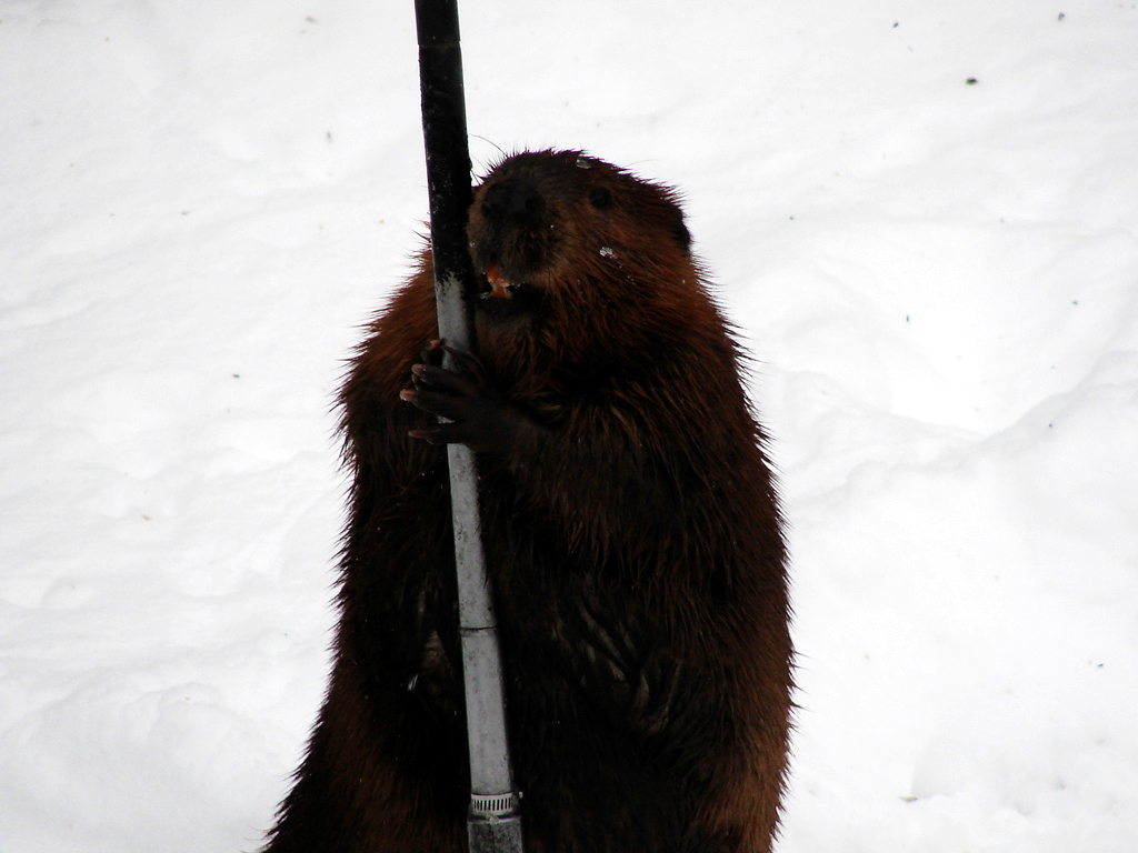I've got a pole, and I'm not afraid to use it!