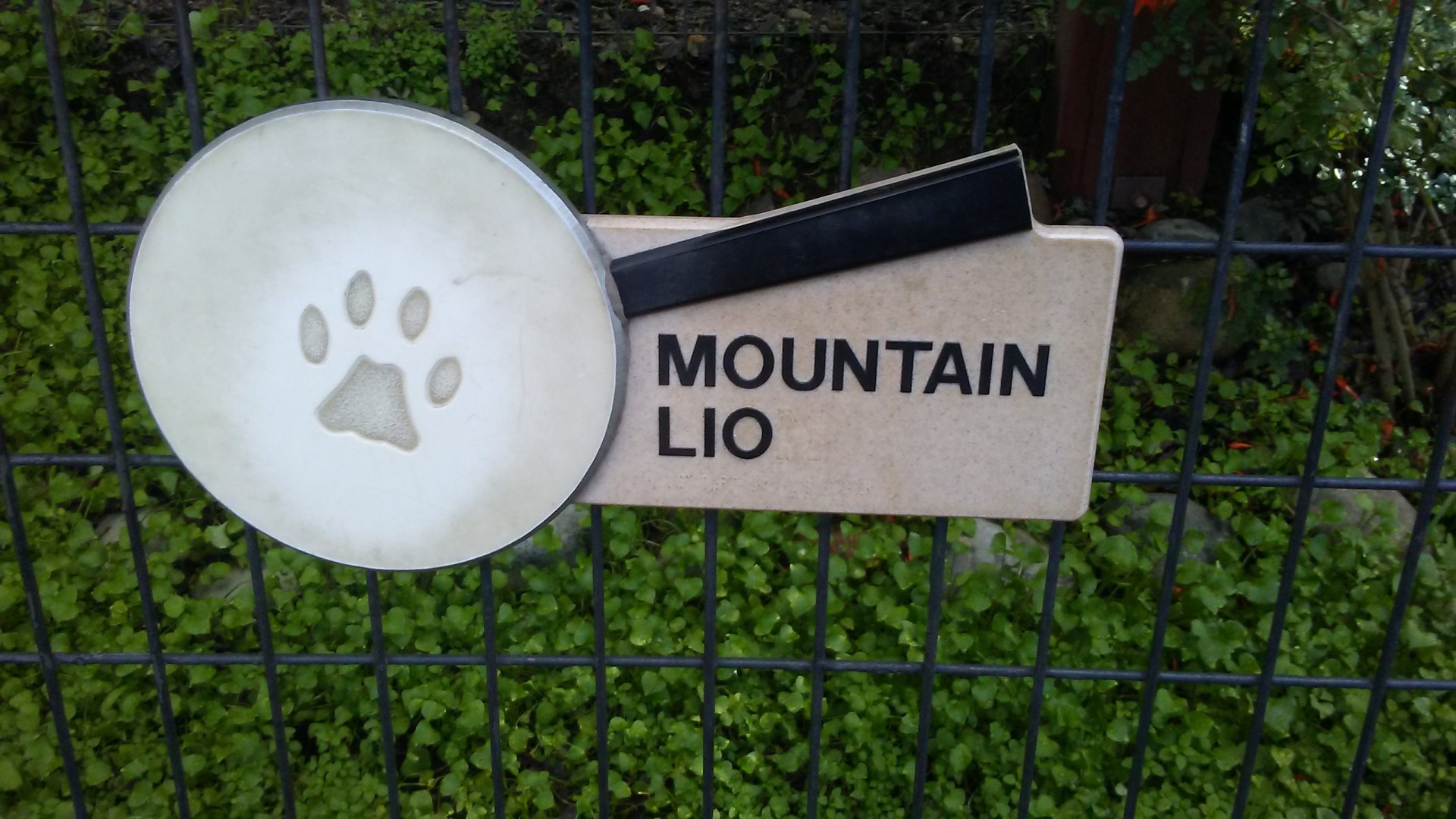 I've never seen a "Mountain Lio" before