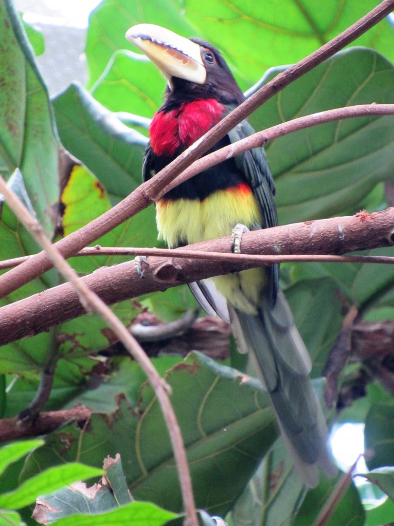 Ivory-billed Araçari, "Billie the Kid"