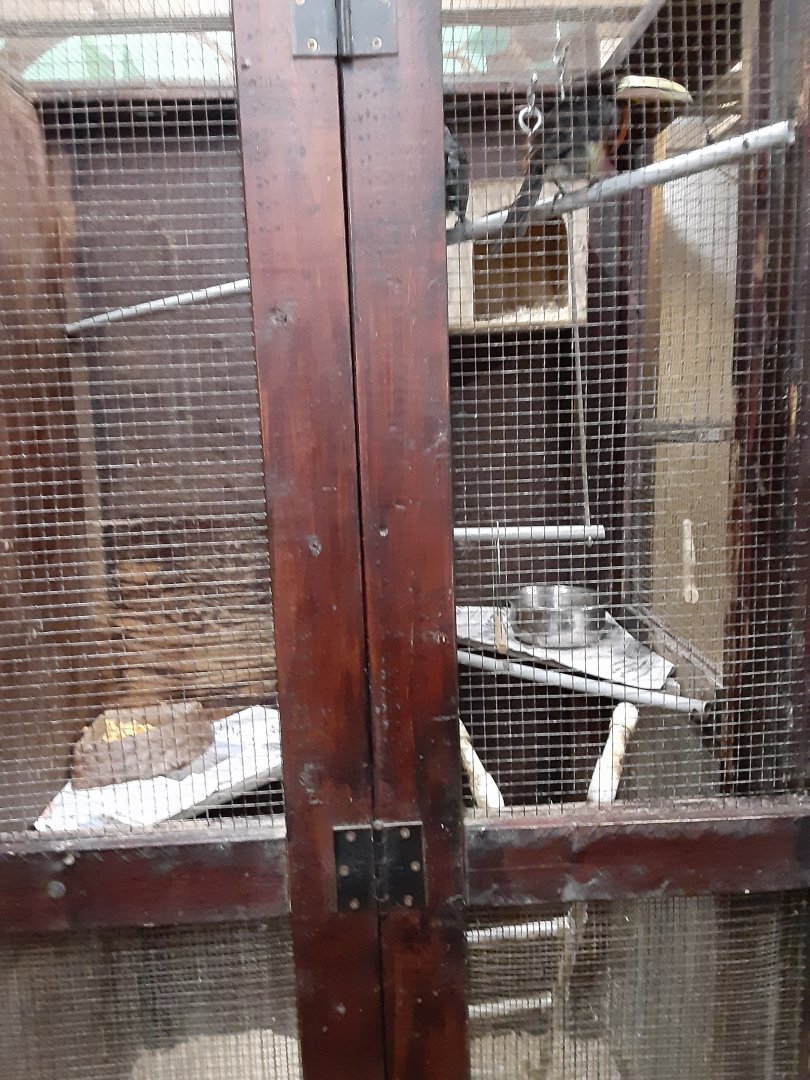 Ivory-billed Aracari Exhibit