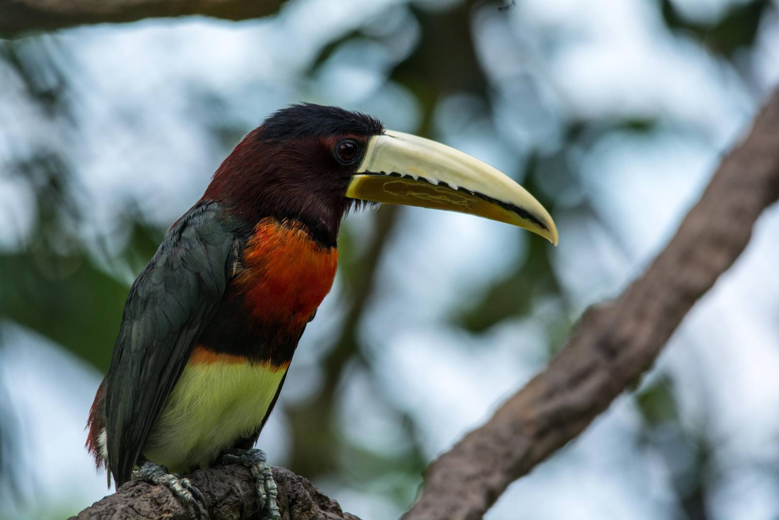 Ivory Billed Aracari - Pteroglossus azara