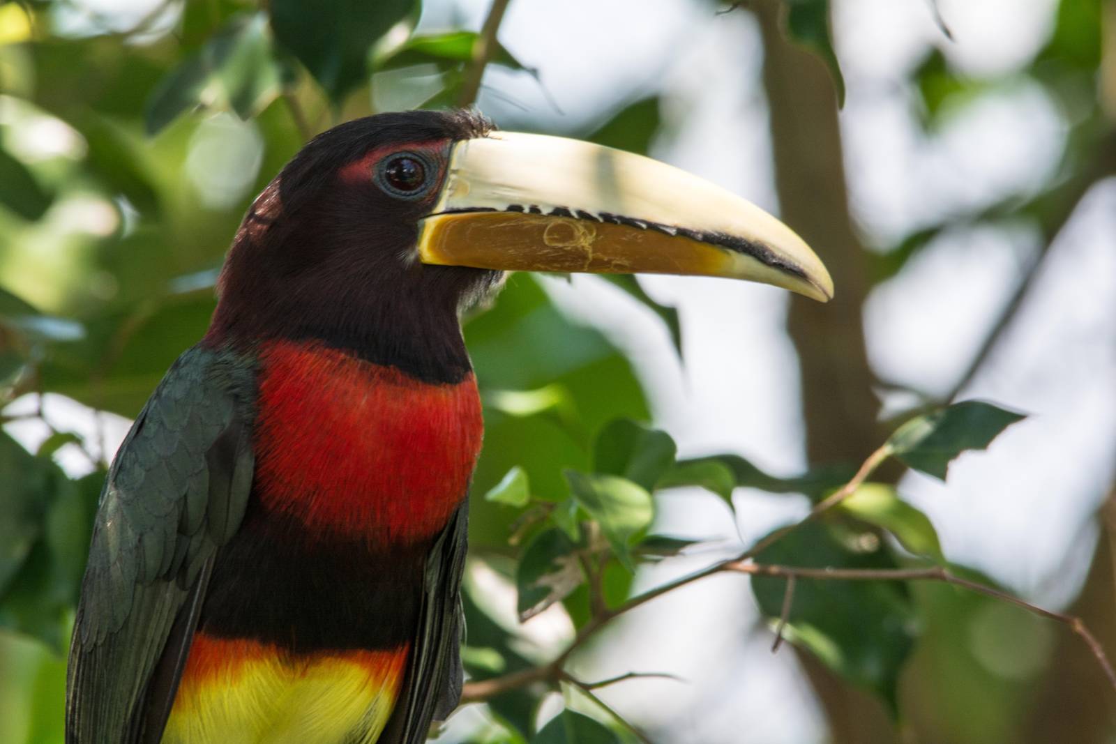 Ivory Billed Aracari - Pteroglossus azara