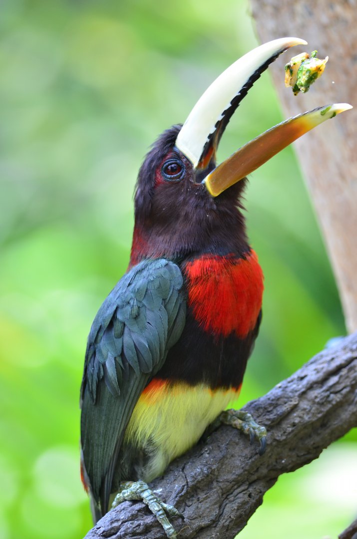 Ivory-billed aracari (Pteroglossus azara)