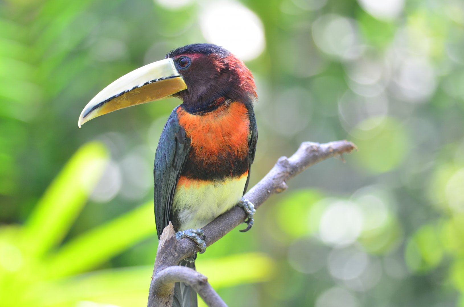 Ivory-billed aracari (Pteroglossus azara)