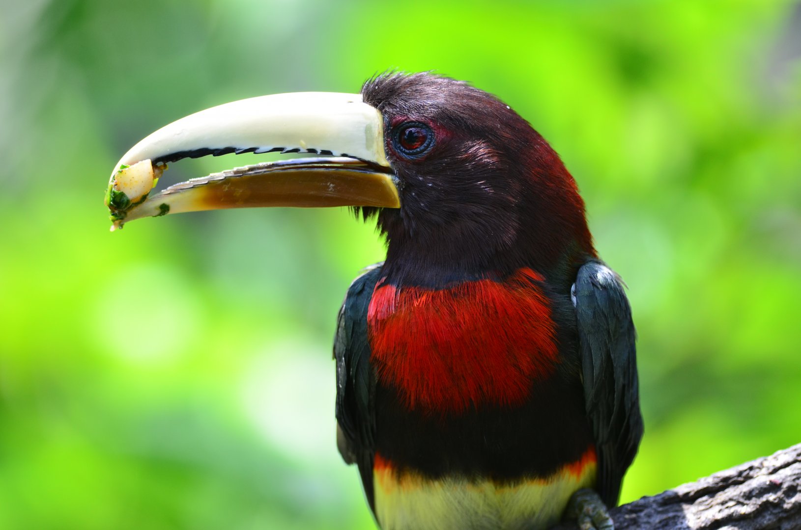 Ivory-billed aracari (Pteroglossus azara)