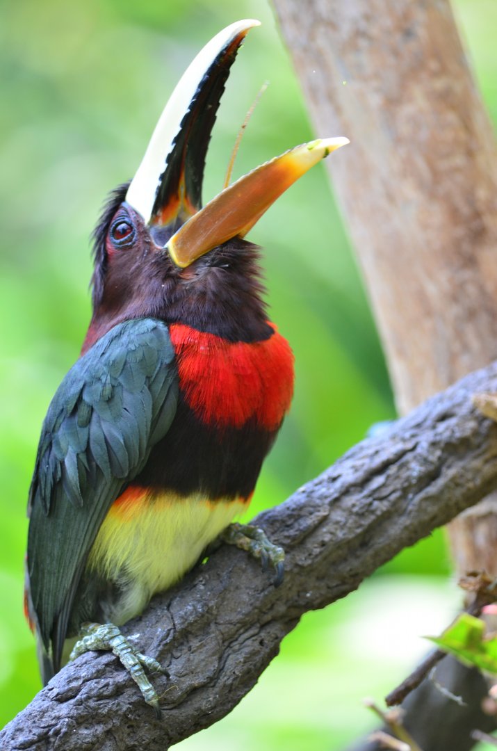 Ivory-billed aracari (Pteroglossus azara)