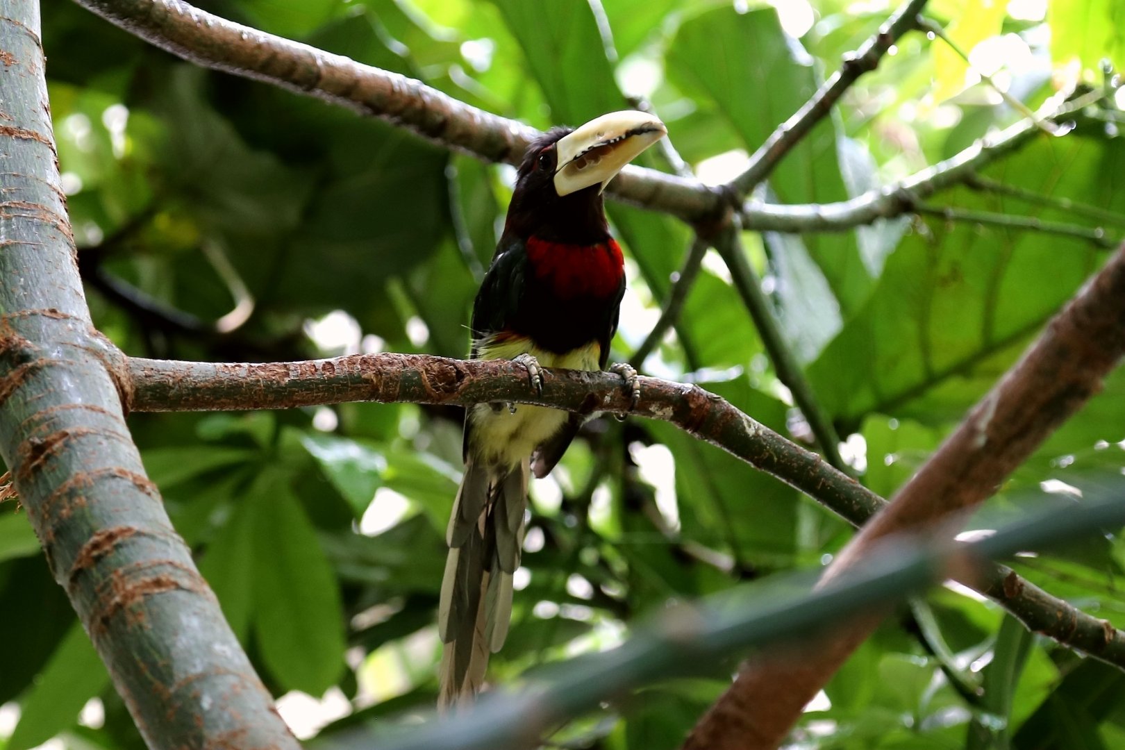 Ivory-billed Aracari (Pteroglossus azara)
