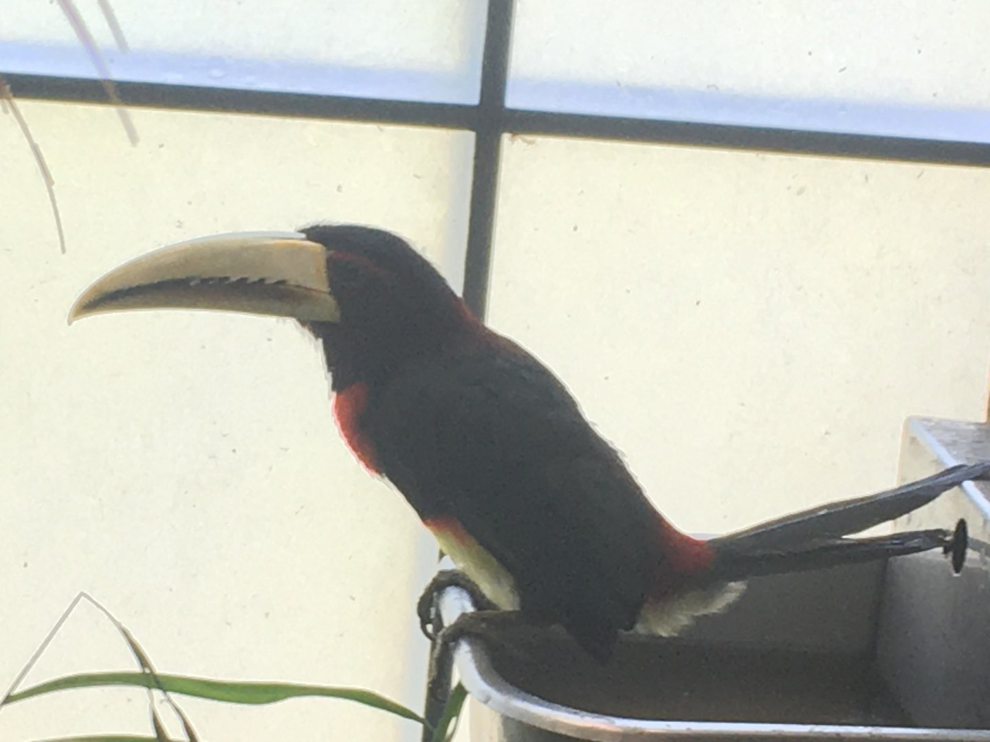 Ivory-Billed Aracari (Pteroglossus azara)