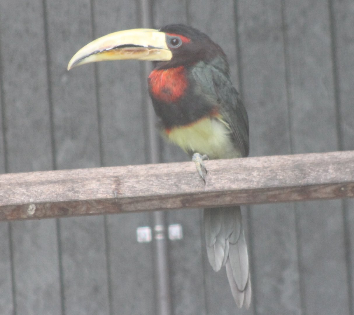 Ivory-billed aracari subspecies flavirostris