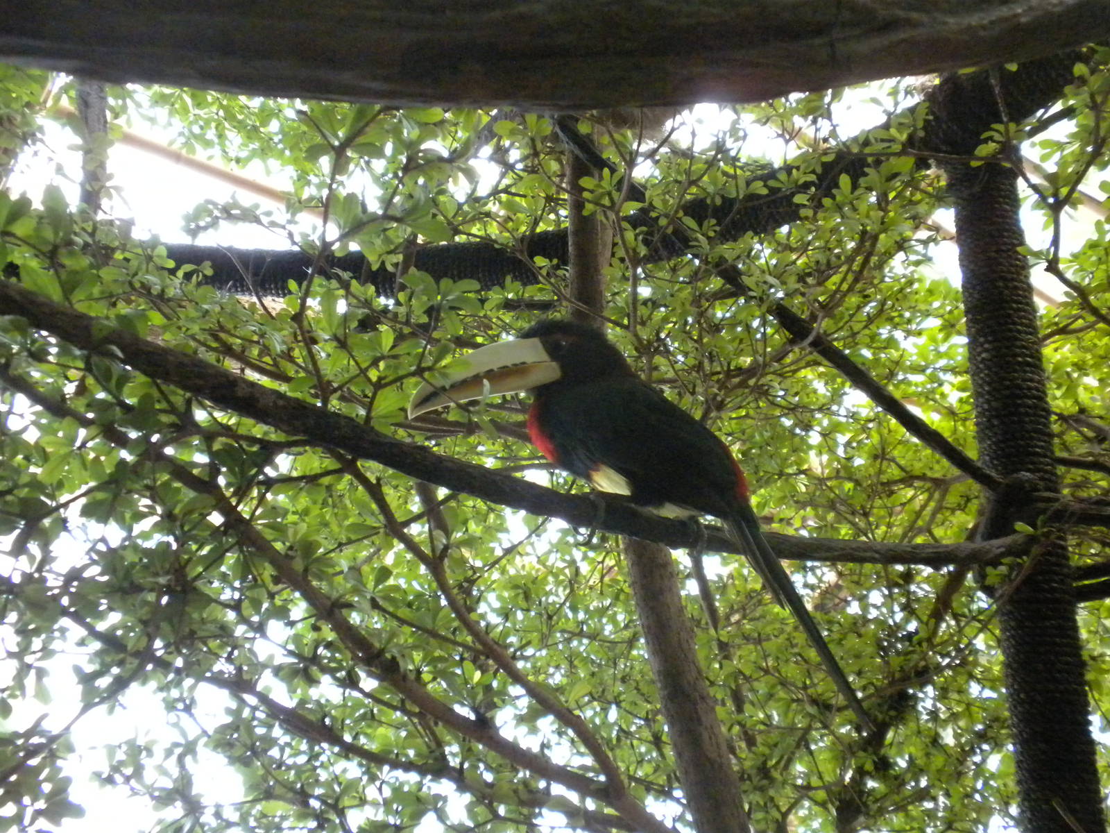 Ivory-Billed Aracari