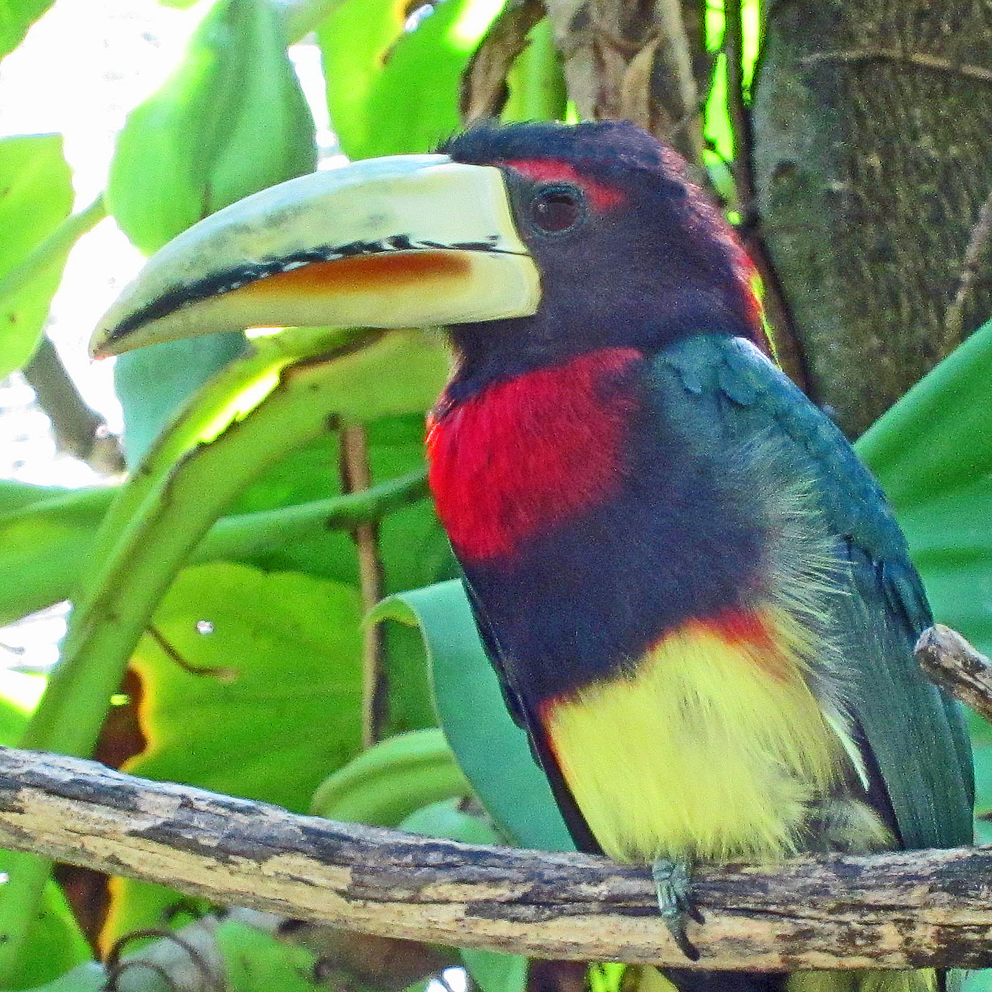 Ivory-billed Aracari