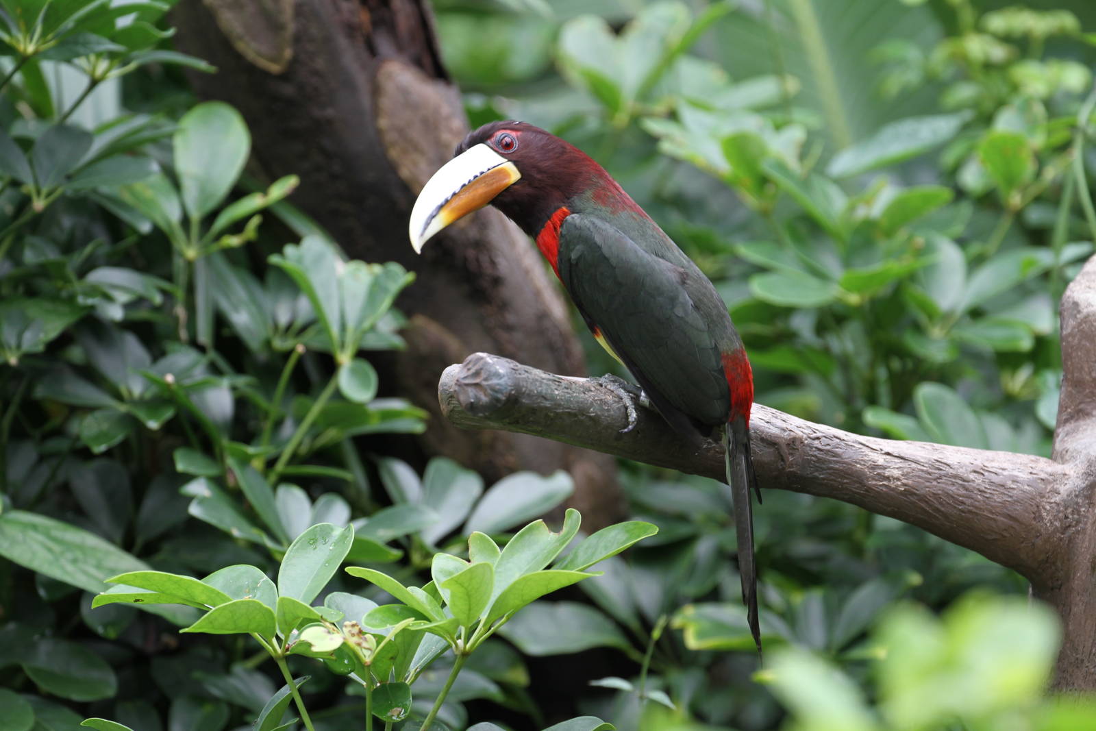 Ivory-billed Aracari