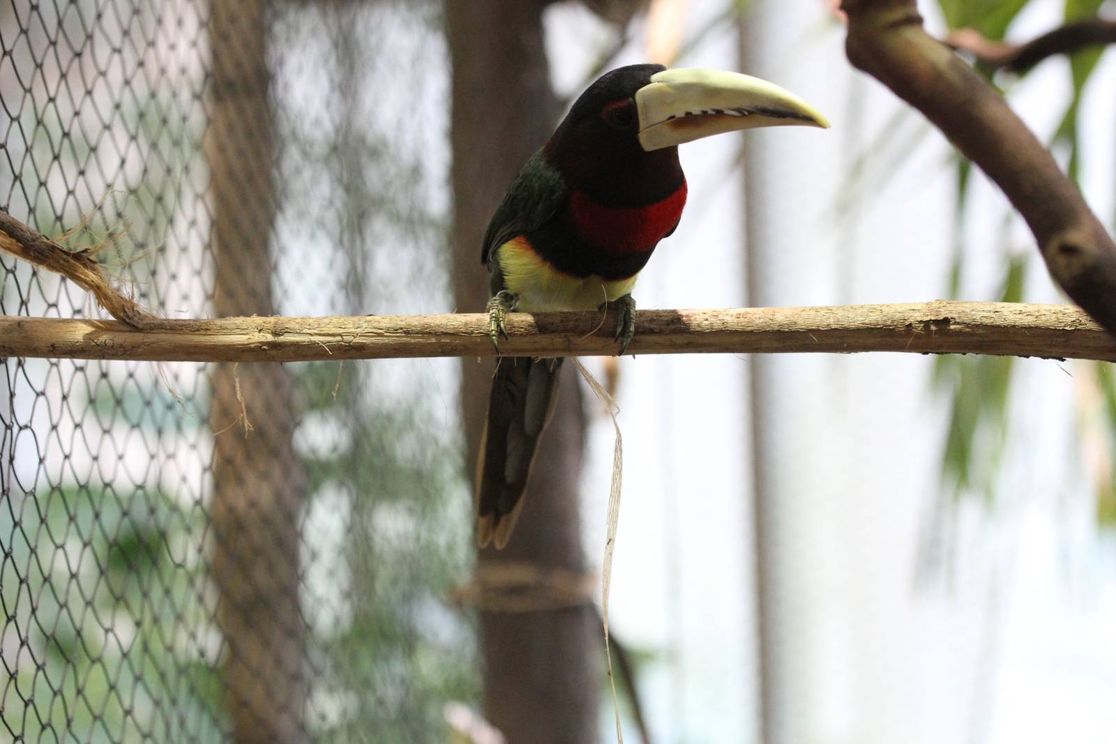 Ivory-billed Aracari