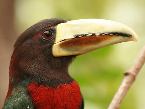 Ivory-billed Aracari