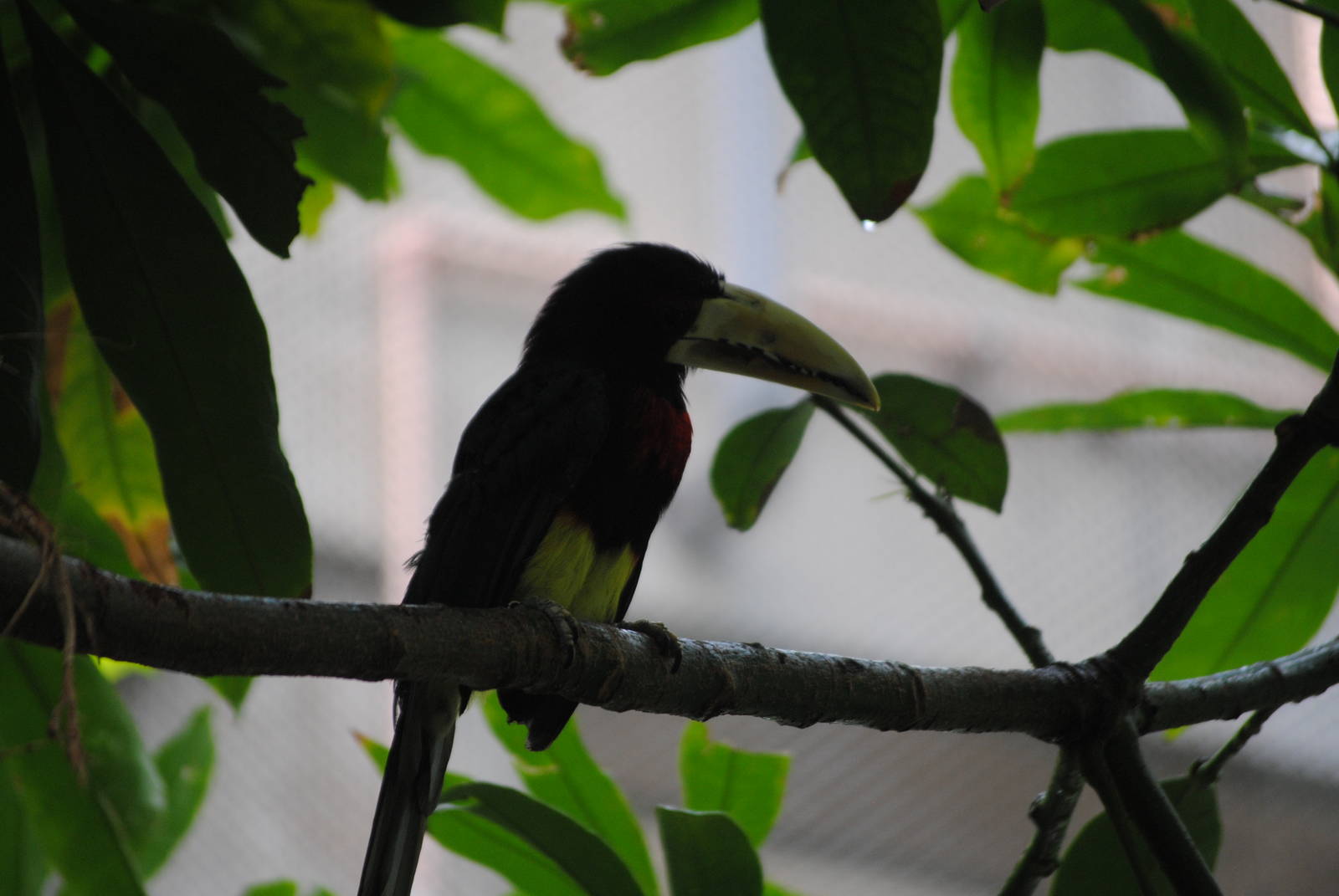 Ivory-Billed Aracari