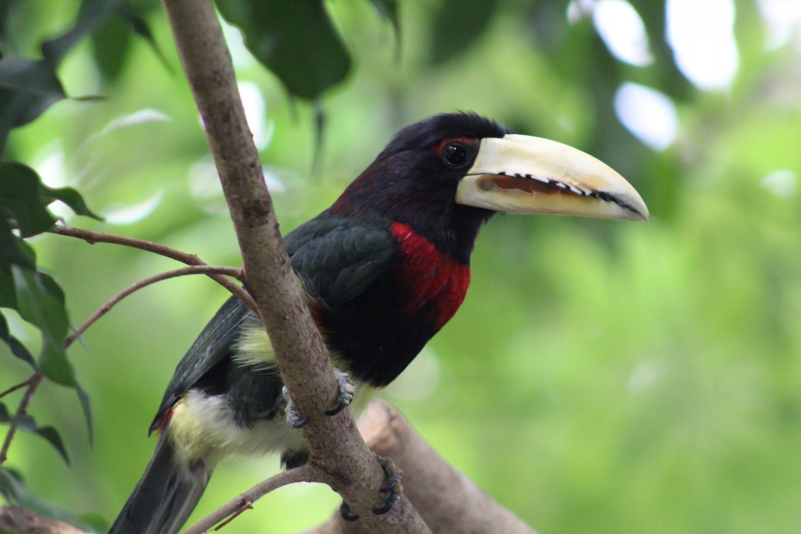 Ivory-Billed Aracari