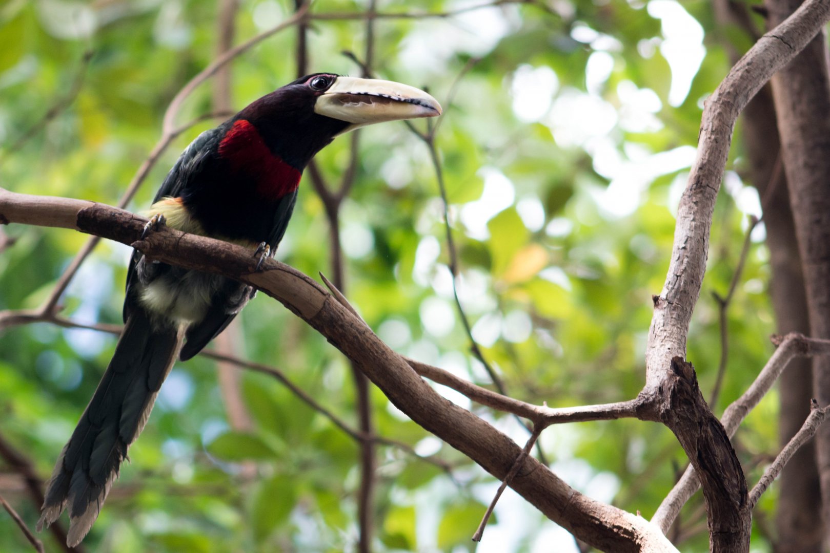 Ivory-billed aracari