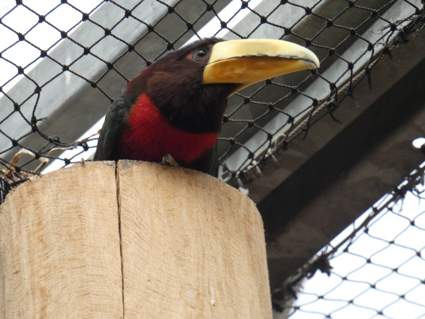 Ivory-billed Aracari