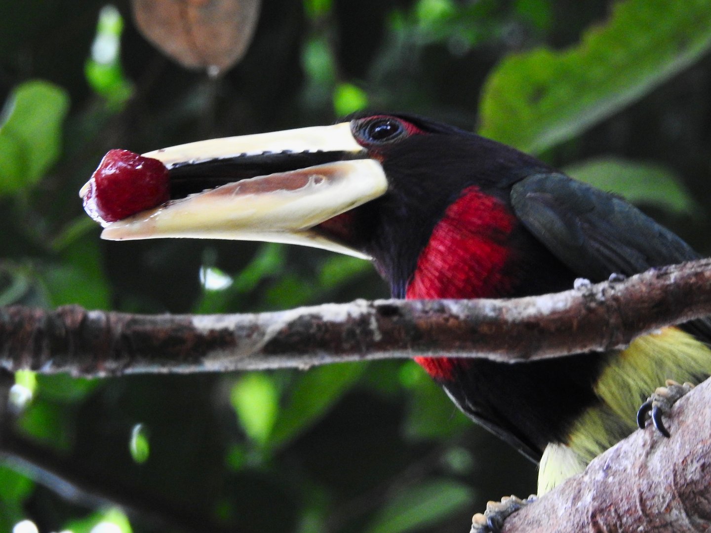 Ivory Billed Aracari