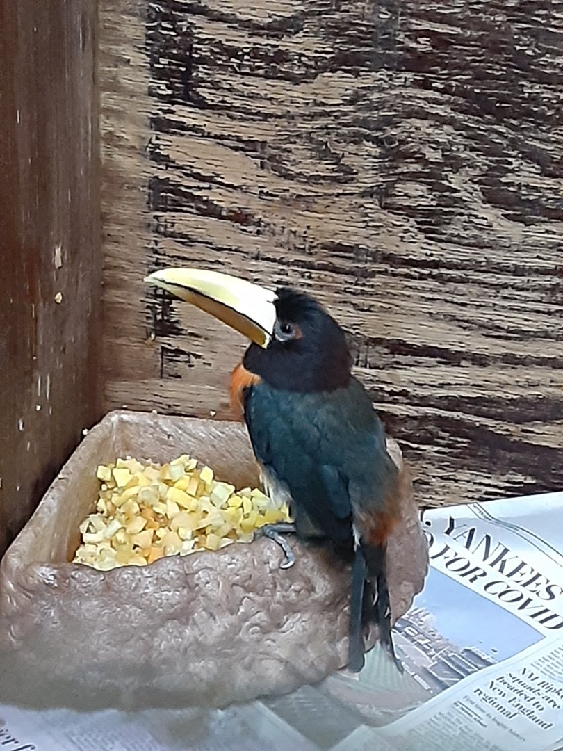 Ivory-billed Aracari