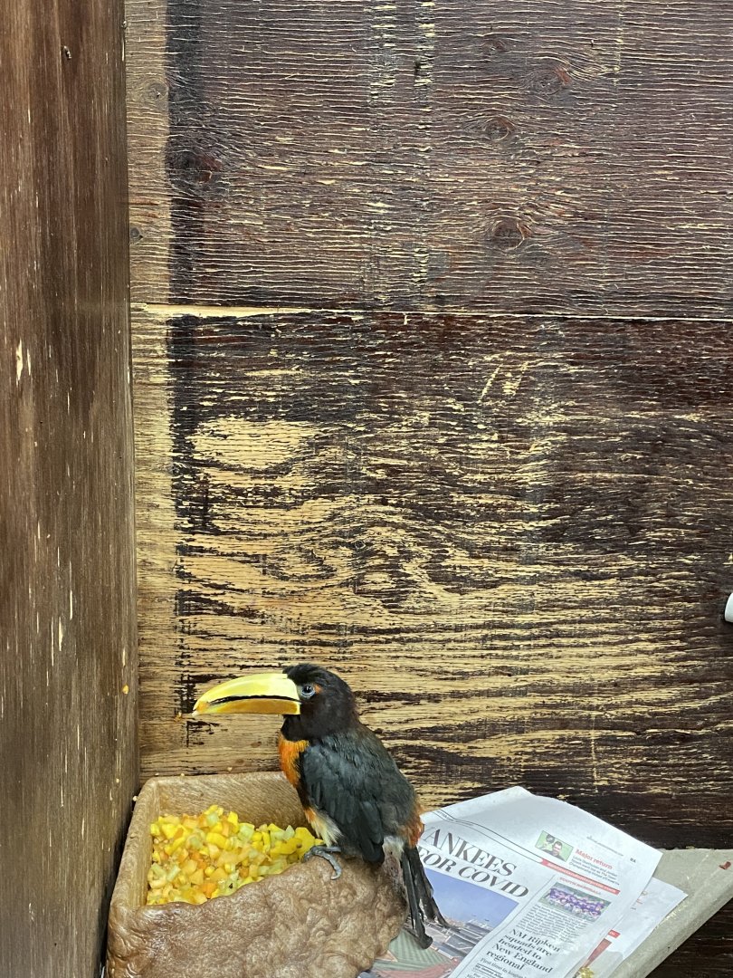 Ivory billed Aracari