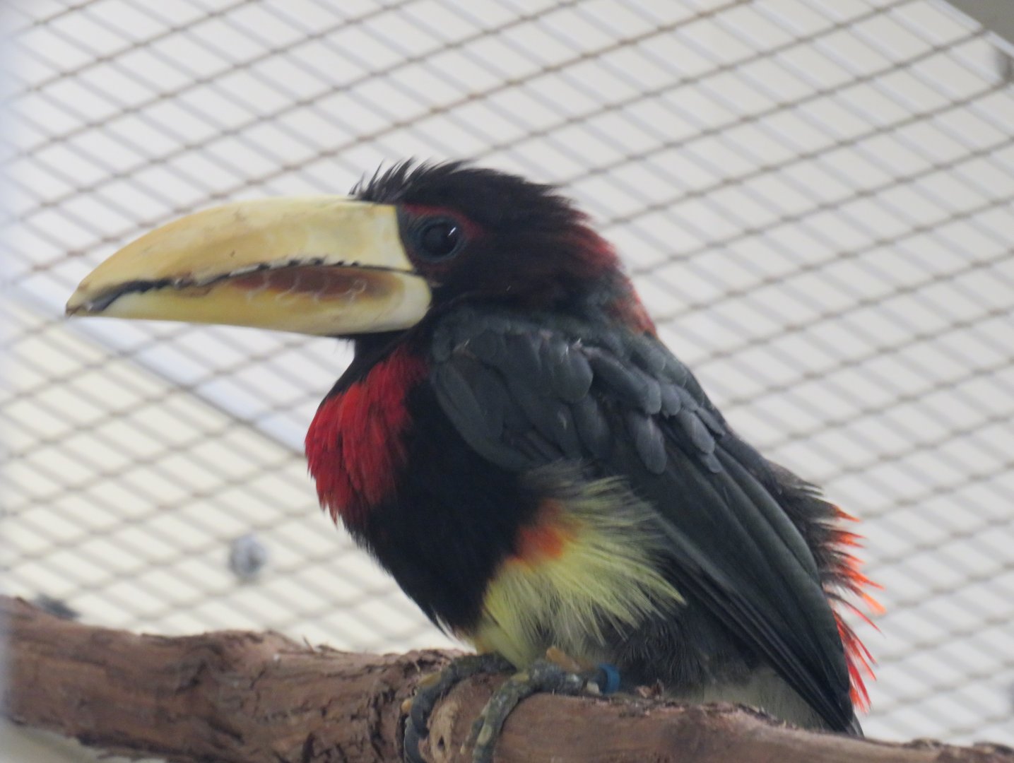 Ivory-billed aracari