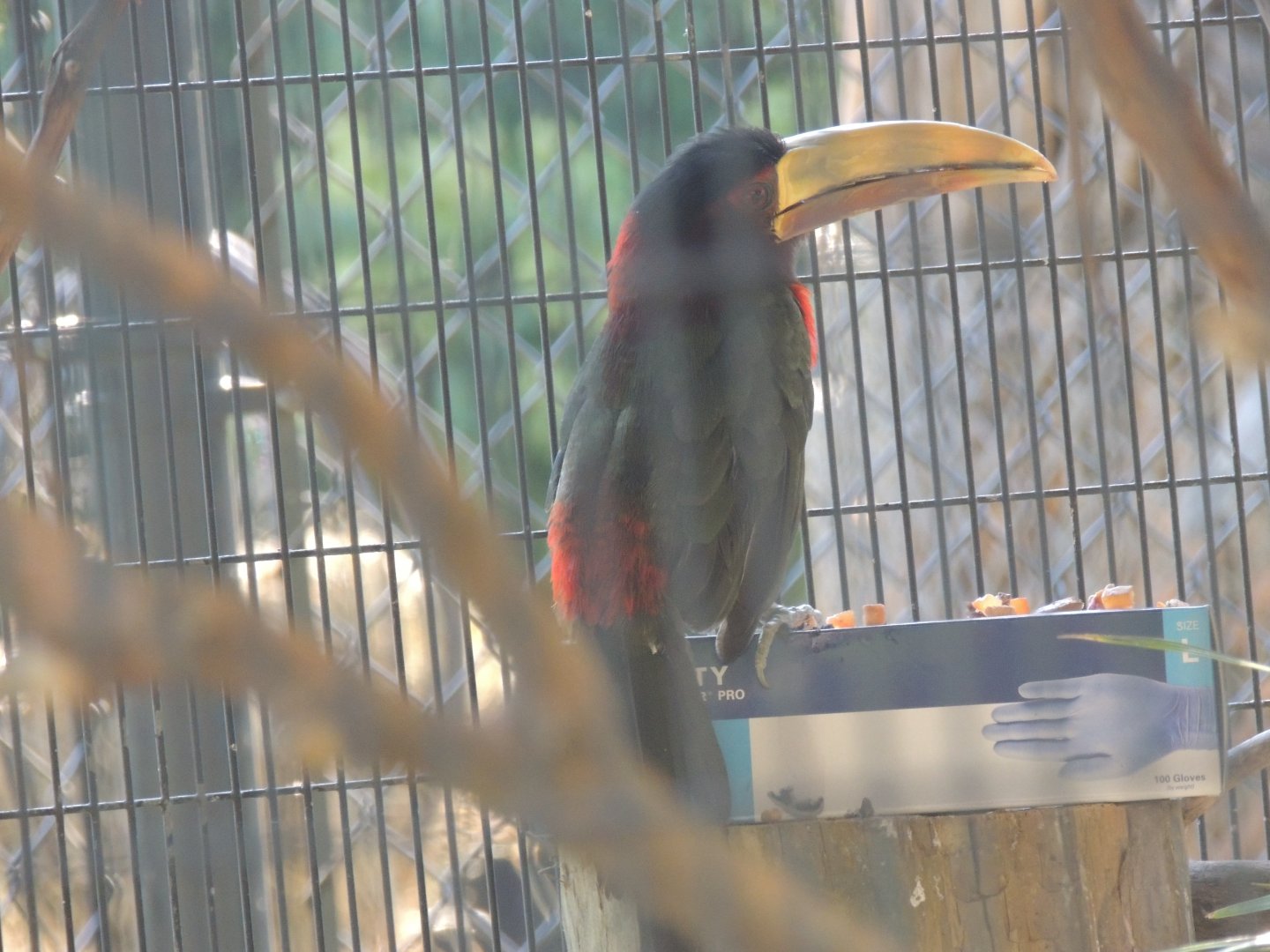 ivory billed aracari