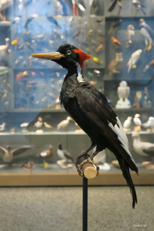 Ivory-billed woodpecker (Campephilus principalis) - Darmstadt Landesmuseum