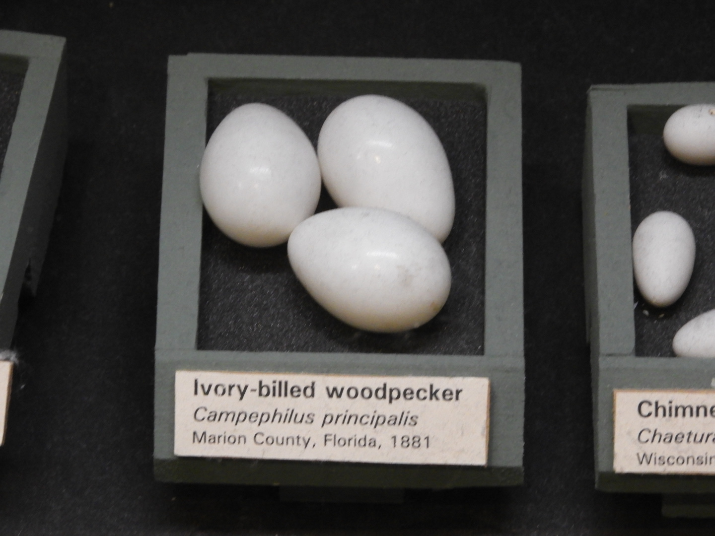 Ivory-Billed Woodpecker (Campephilus principalis) eggs