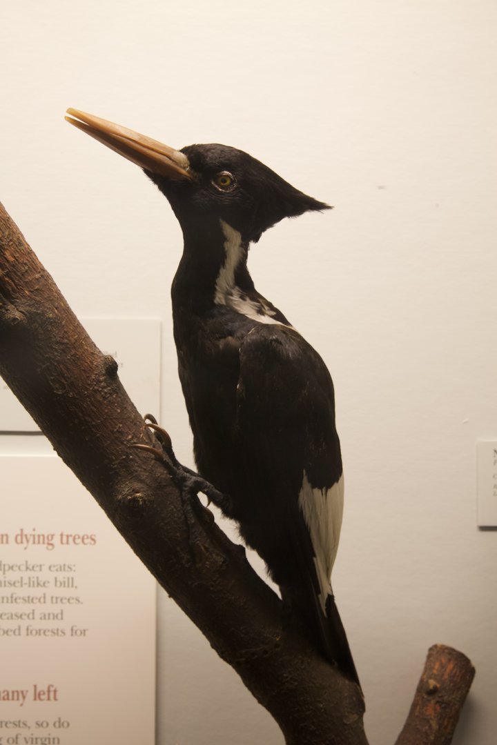 Ivory-billed Woodpecker/ Campephilus principalis female