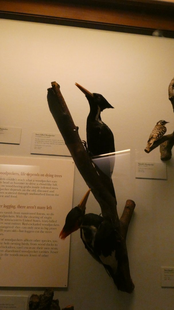 Ivory-billed Woodpecker, Hall of Birds - Feb. 2022