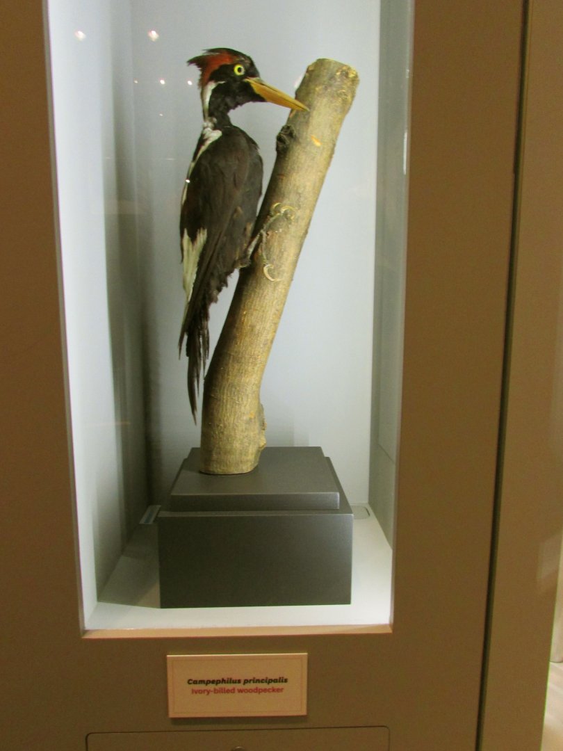 Ivory-Billed Woodpecker