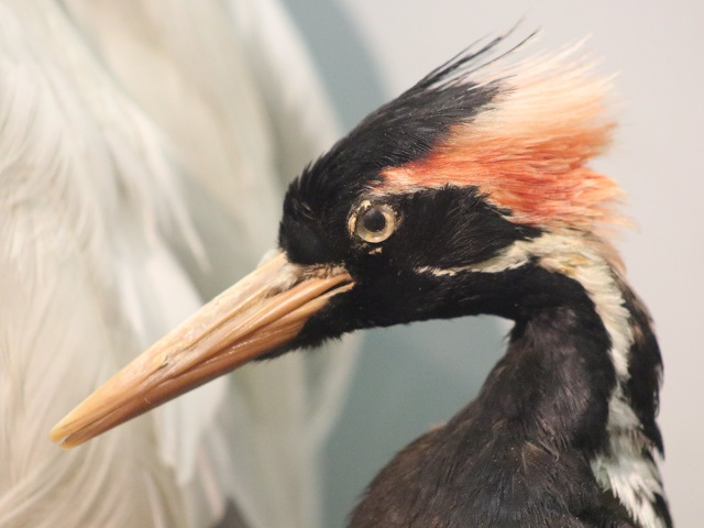 Ivory-billed Woodpecker