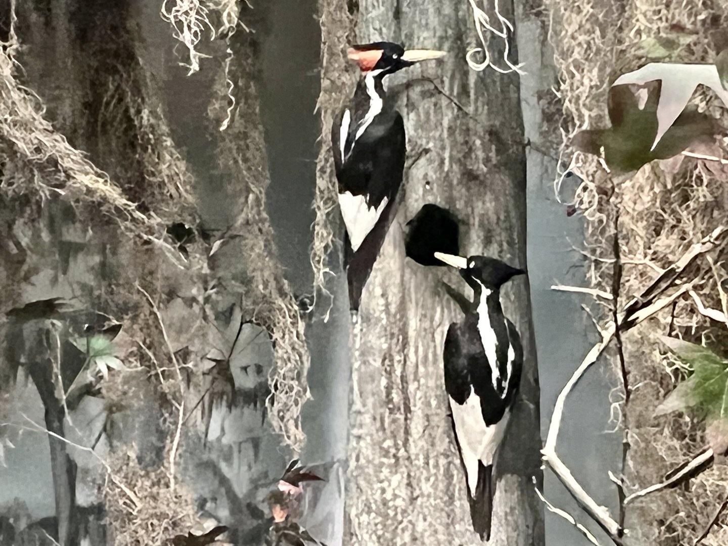 Ivory Billed Woodpeckers