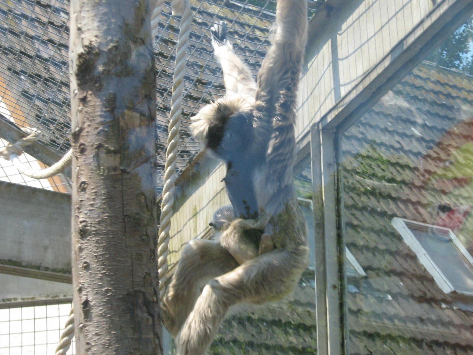 ivy &amp;baby pileated gibbon
