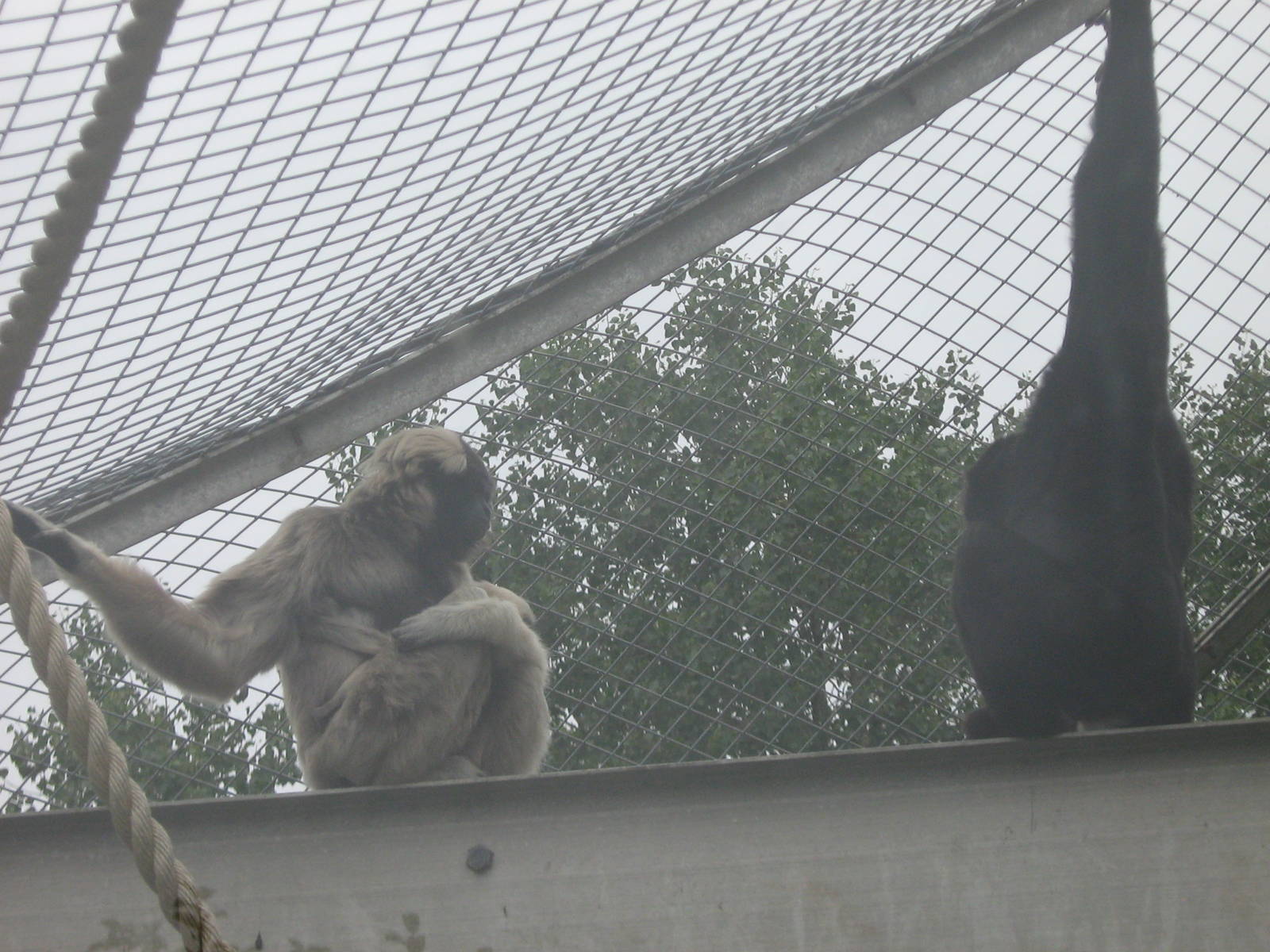 ivy&amp;sortomito pileated gibbon
