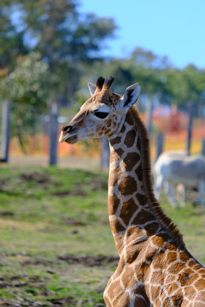 Ivy - Darling Downs Zoo