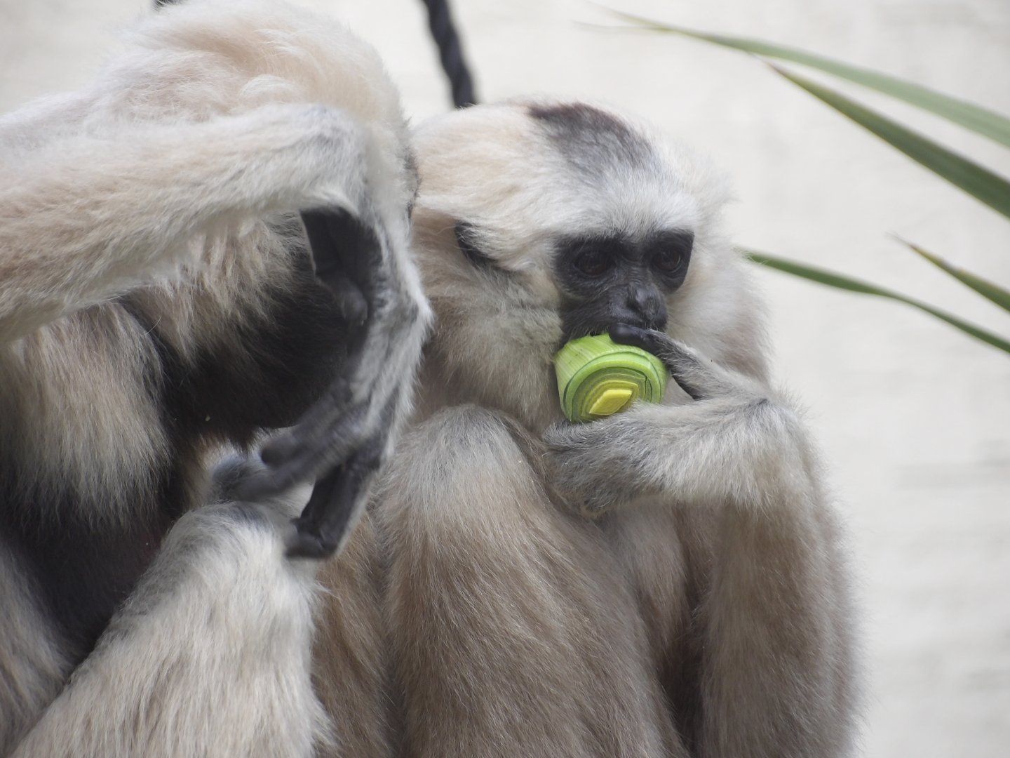 Ivy (Left) and her offspring (Right).