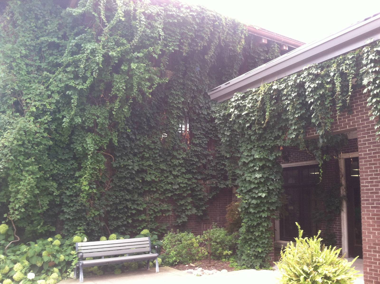 Ivy on Katthoefer Animal Building