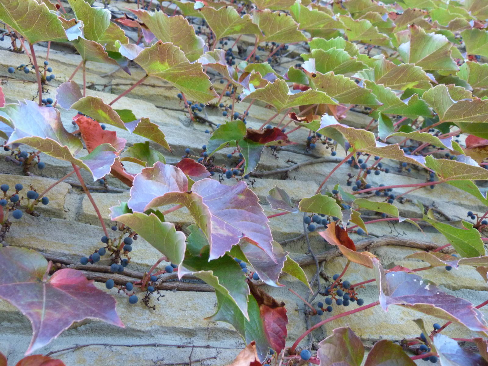 Ivy on Tiger Exhibit